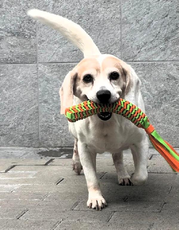 BALOO MINI BEAGLE Foto 2